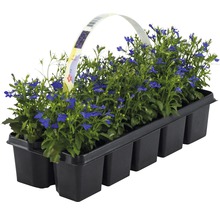 Plants de lobélia en pot plastique noir