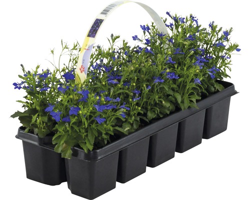 Plants de lobélia en pot plastique noir
