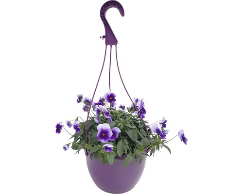 Pot suspendu de violette cornue FloraSelf Viola cornuta Ø de pot 25 cm