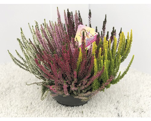 Calluna, bruyère commune FloraSelf Calluna vulgaris 'Beauty Ladies High Five' pot Ø 23 cm diff. sortes et couleurs