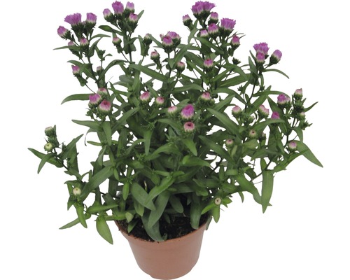Plante en pot avec boutons floraux violets et feuilles vertes