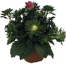 Aster en pot avec bourgeons et fleurs