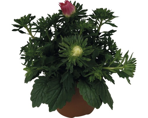 Aster en pot avec bourgeons et fleurs