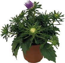 Fleur en pot avec fleur violette et feuilles vertes