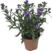Aster en pot avec des fleurs violettes dans un pot
