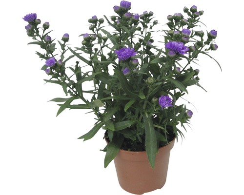 Aster en pot avec des fleurs violettes dans un pot