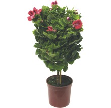 Géranium en pot