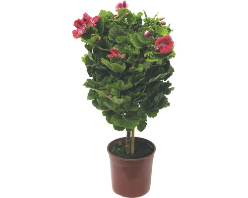 Géranium en pot