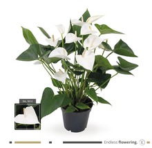 Anthurium en pot avec des fleurs blanches et des feuilles vertes