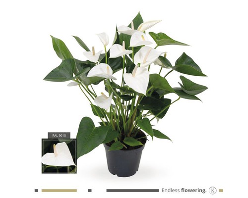 Langue de feu/Anthurium blanc FloraSelf Anthurium andreanum h 55-60 cm pot de Ø 17 cm