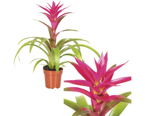 Plante d''intérieur Bromelia en pot