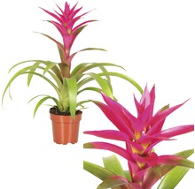 Guzmania plante d''intérieur en pot