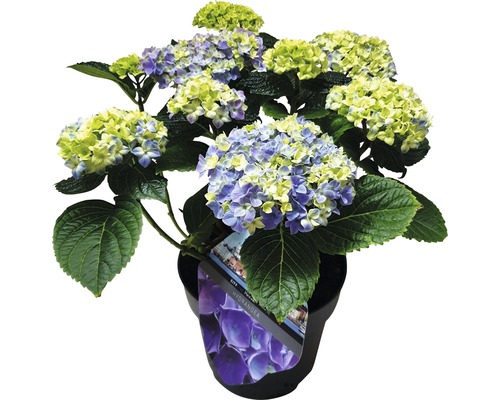 Hortensie im Topf mit blau-gelben Blüten