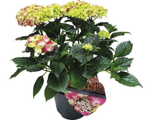 Hortensia en pot