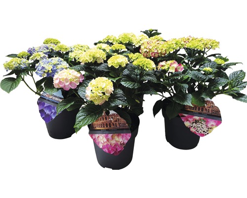 Mélange d'hortensias FloraSelf Hydrangea macrophylla h 25-30 cm Co 5 l sélection aléatoire de variétés