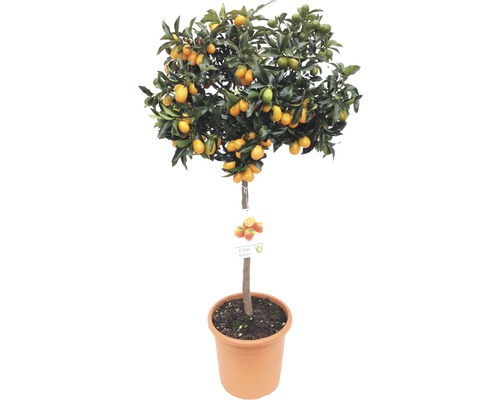 Arbuste kumquat FloraSelf Citrus japonica pot Ø 24 cm