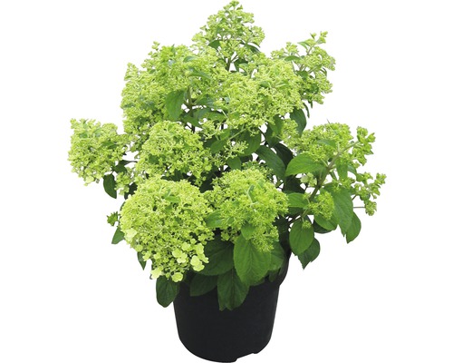 Rispenhortensie in einem Topf