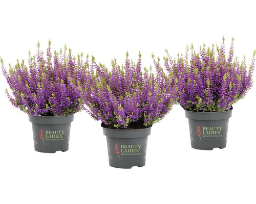 Drei Topfpflanzen mit lila Blüten der Besenheide