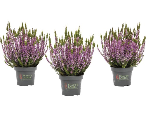 Knospenheide Mix FloraSelf Calluna vulgaris 'Beauty Ladies' Ø 11 cm Topf zufällige Sortenauswahl, einfarbig Drei Besenheiden in Töpfen