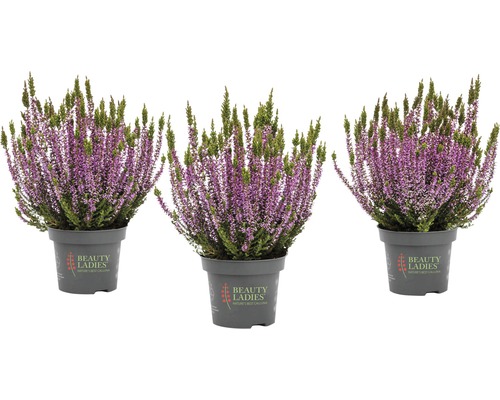 Knospenheide Mix FloraSelf Calluna vulgaris 'Beauty Ladies' Ø 11 cm Topf zufällige Sortenauswahl, einfarbig