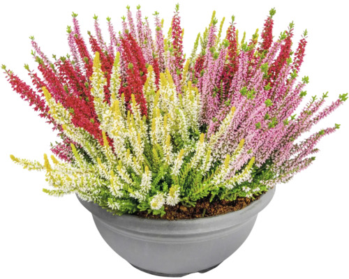 Dreifarbige Knospenheide FloraSelf Calluna vulgris 'Beauty Ladies' Trio Ø 23 cm Schale versch. Sorten, Farben