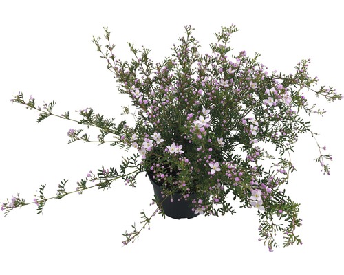 Boronie à feuillage varié Boronia anemonifolia h 20-30 cm pot Ø 13 cm