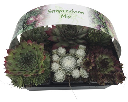 Sempervivum Mix in einer Schale.