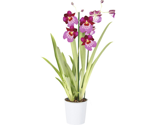 Orchidée Miltonia en pot
