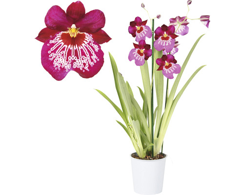 Orchidée pensée FloraSelf Miltonia 'Newton Falls' H 40-50 cm pot Ø 12 cm 2 panicules