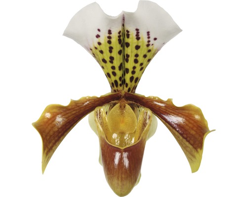 Sabot de Vénus FloraSelf Paphiopedilum Hybride 'USA' H 35-45 cm pot Ø 12 cm 1 panicule