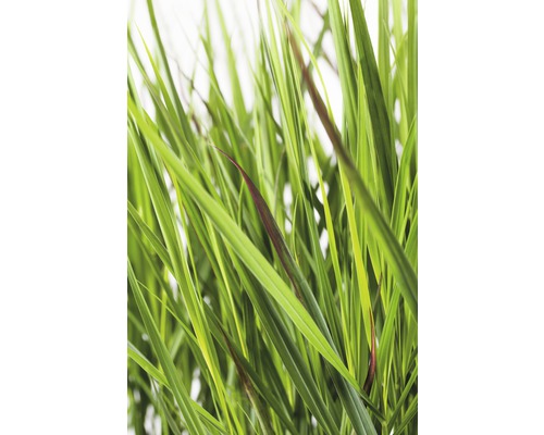 Gräser mit langen, schmalen Blättern