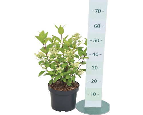 Rispenhortensie im Topf mit Größenangabe