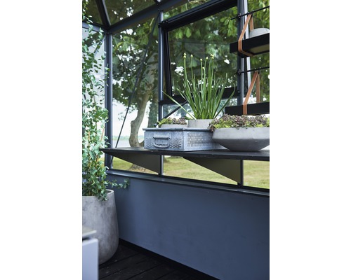 Interieur eines Gewächshauses mit Regalen, Pflanzkästen und Pflanzen