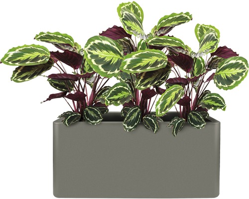 Plante priante dans un bac à fleurs rectangulaire