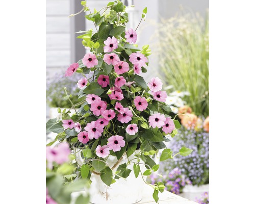 Suzanne aux yeux noirs rose en pyramide Thunbergia alata hauteur totale env. 90 cm Ø 19 cm pot