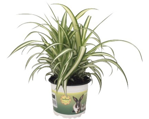Chlorophyton chevelu PetSnack FloraSelf Chlorophytum comosum h 20-25 cm pot Ø 12 cm Phalangère en pot
