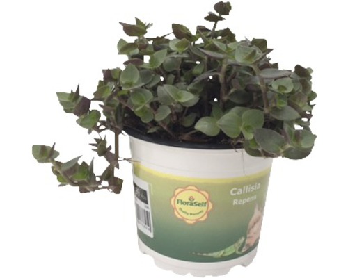 Callisie rampante PetSnack FloraSelf Callisia repens h 15-17 cm pot Ø 12 cm