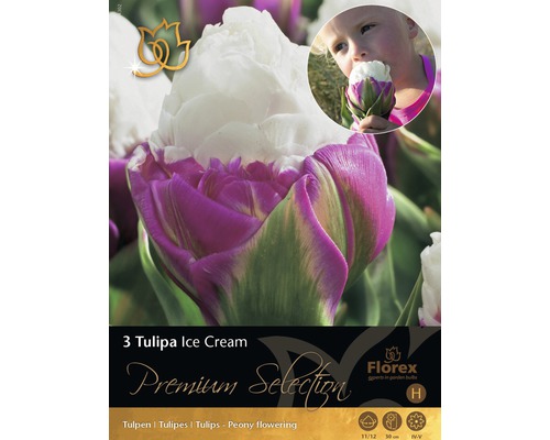 Packung mit drei Tulipa Ice Cream Blumenzwiebeln