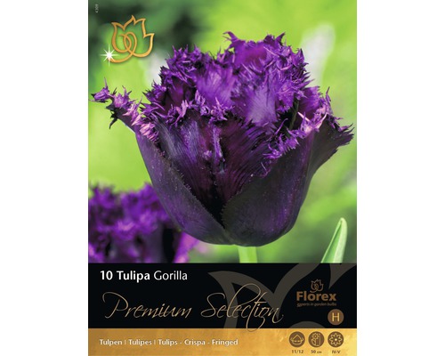 Blumenzwiebel Tulpe 'Gorilla' schwarz 10 Stk