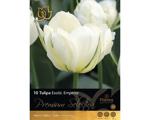 Blumenzwiebel Tulpe 'Exotic Emperor' creme 10 Stk