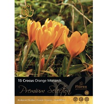Paquet de bulbes de crocus Orange Monarch
