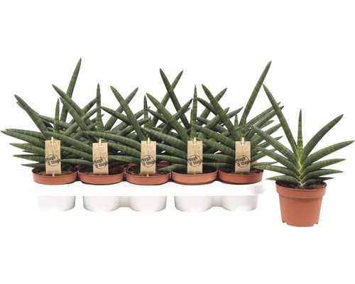Bogenhanf FloraSelf Sansevieria cylindrica 'Motum Kenya' H 30-35 cm Ø 25 cm Topf Sansevieria cylindrica Zimmerpflanzen in Töpfen