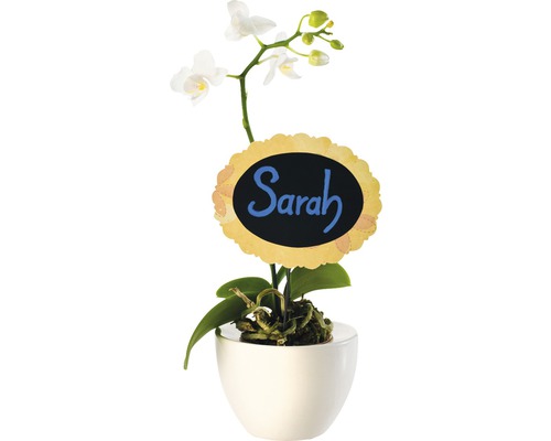 Orchidée en pot avec plaque nominative