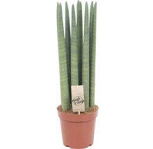 Sansevieria cylindrica FloraSelf 'Straight' H 60 cm pot Ø 20 cm-thumb-0