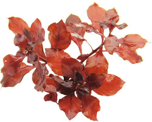 Plante aquatique Ludwigia rouge pour aquariums