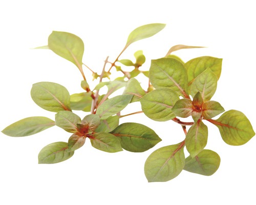 Ludwigia rouge profond Ludwigia rouge profond