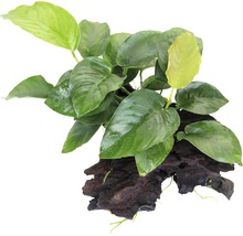 GroßesSpeerblatt - Anubias barteri auf Wurzel ca. 17 x 8 x 15 cm