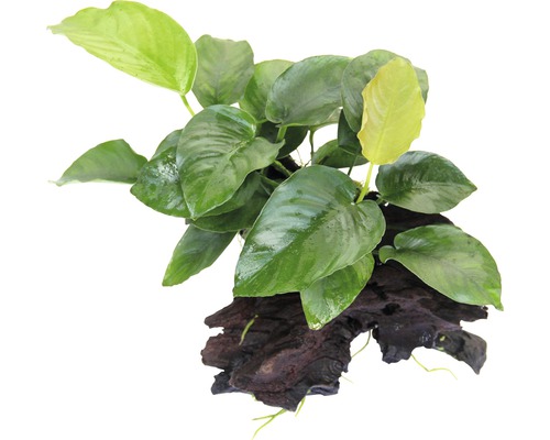 Grand anubias - Anubias barteri sur racine