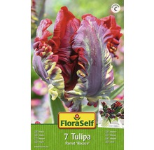Logo FloraSelf. 7 tulipes Parrot Rococo.