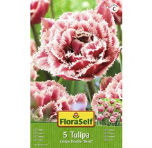 Bulbes FloraSelf tulipes Crispa Double 'Brest' rose 5 pces-thumb-1